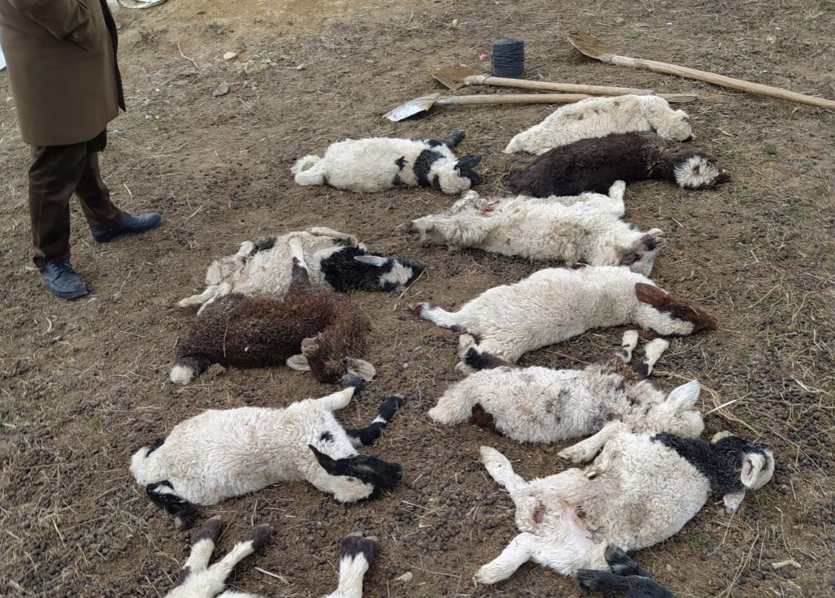 Van'da ahırın çatısı çöktü, 12 kuzu telef oldu