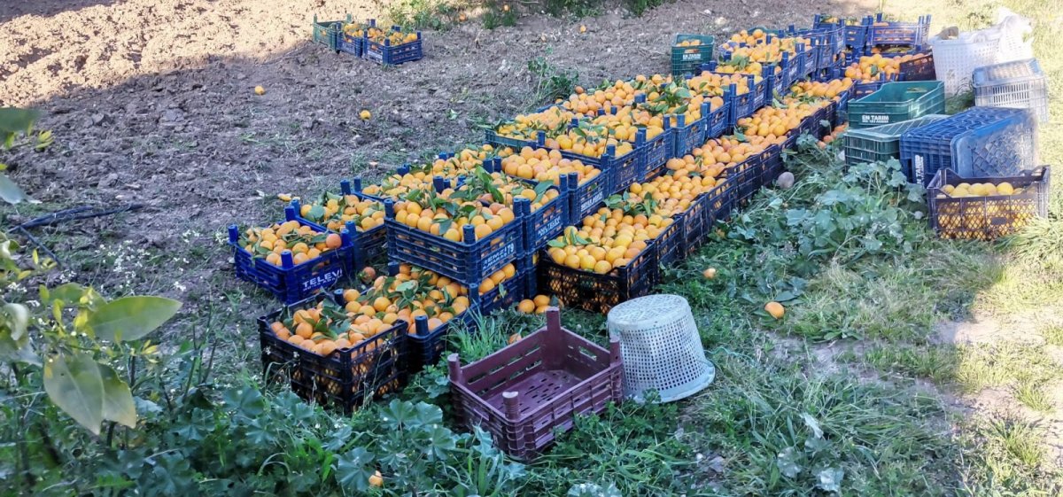 Adana'da Suriyeli işçi çalıştırıp narenciye çalarken yakalandı