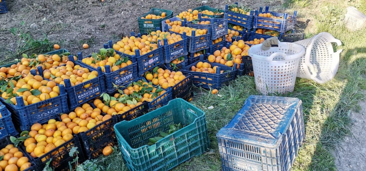 Adana'da Suriyeli işçi çalıştırıp narenciye çalarken yakalandı