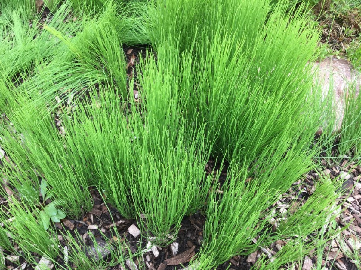 What is horsetail, what are its benefits?  How to use horsetail (Horsetail)?  #2nd