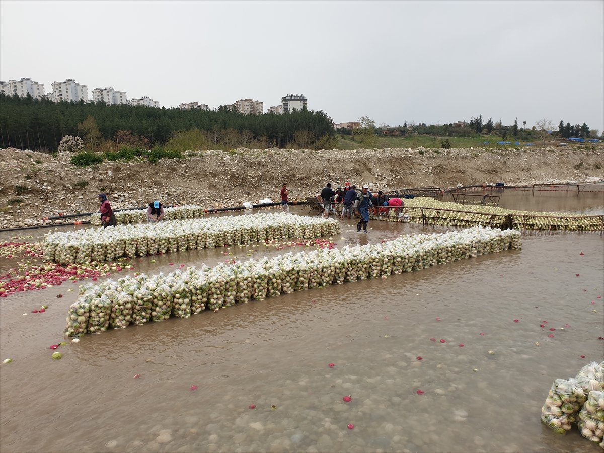 Osmaniye'de hayırsever, turp yıkama işçilerine para dağıttı