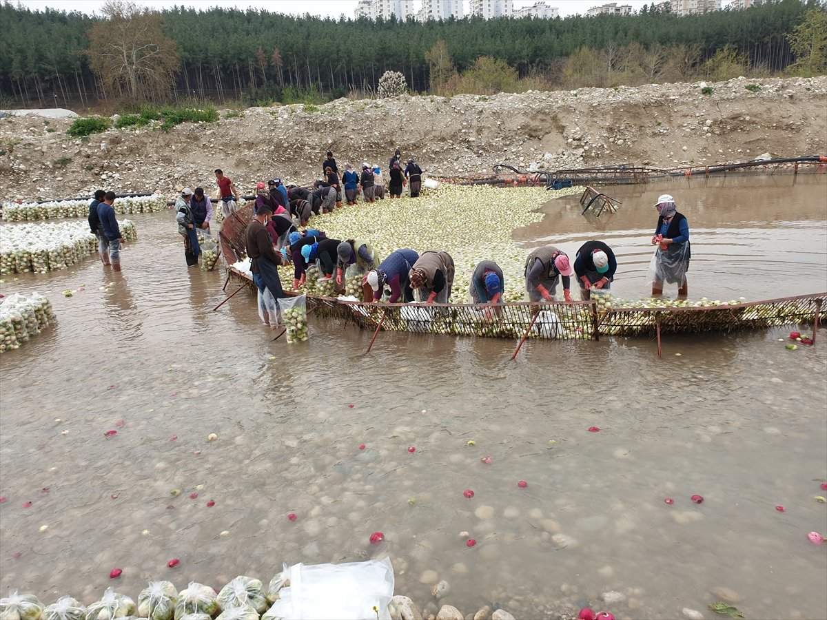 Osmaniye'de hayırsever, turp yıkama işçilerine para dağıttı