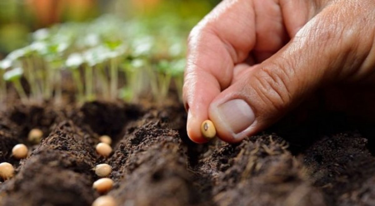 Ata tohumu nedir? Ata tohumu ne işe yarar, nasıl anlaşılır?