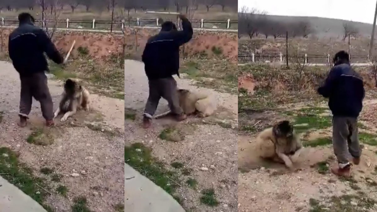 Malatya'da köpeğe işkence