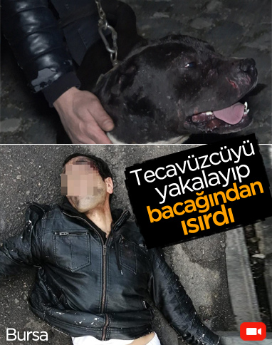 Bursa’da pitbull, tecavüz şüphelisini yakaladı 