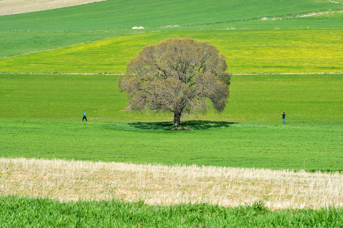 Tunceli yeşile büründü