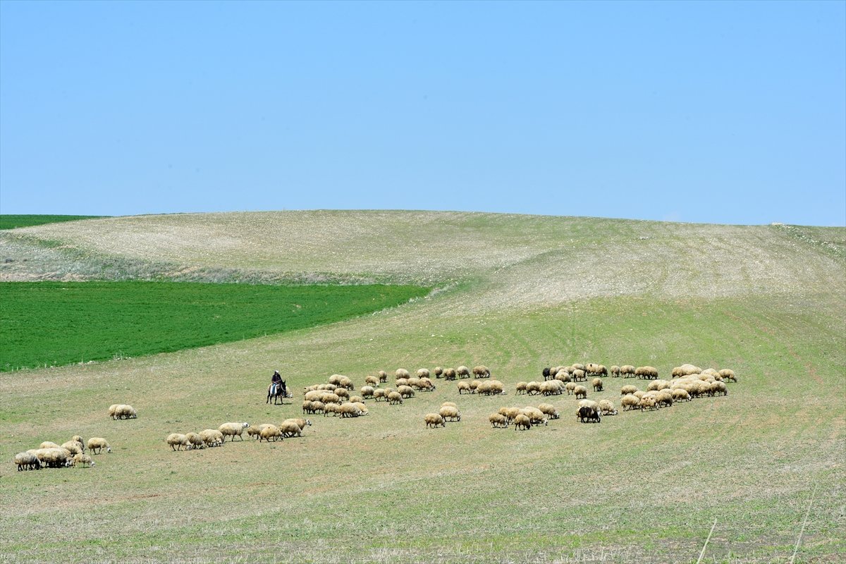 Tunceli yeşile büründü