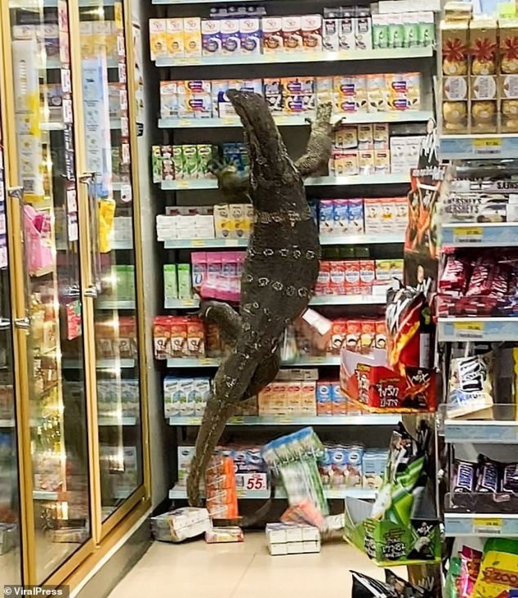 Giant lizard entered the market in Thailand #1