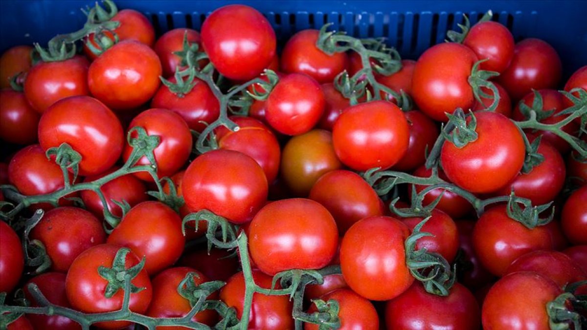 Rusya, Türkiye'den aldığı domatesin kotasını artırdı