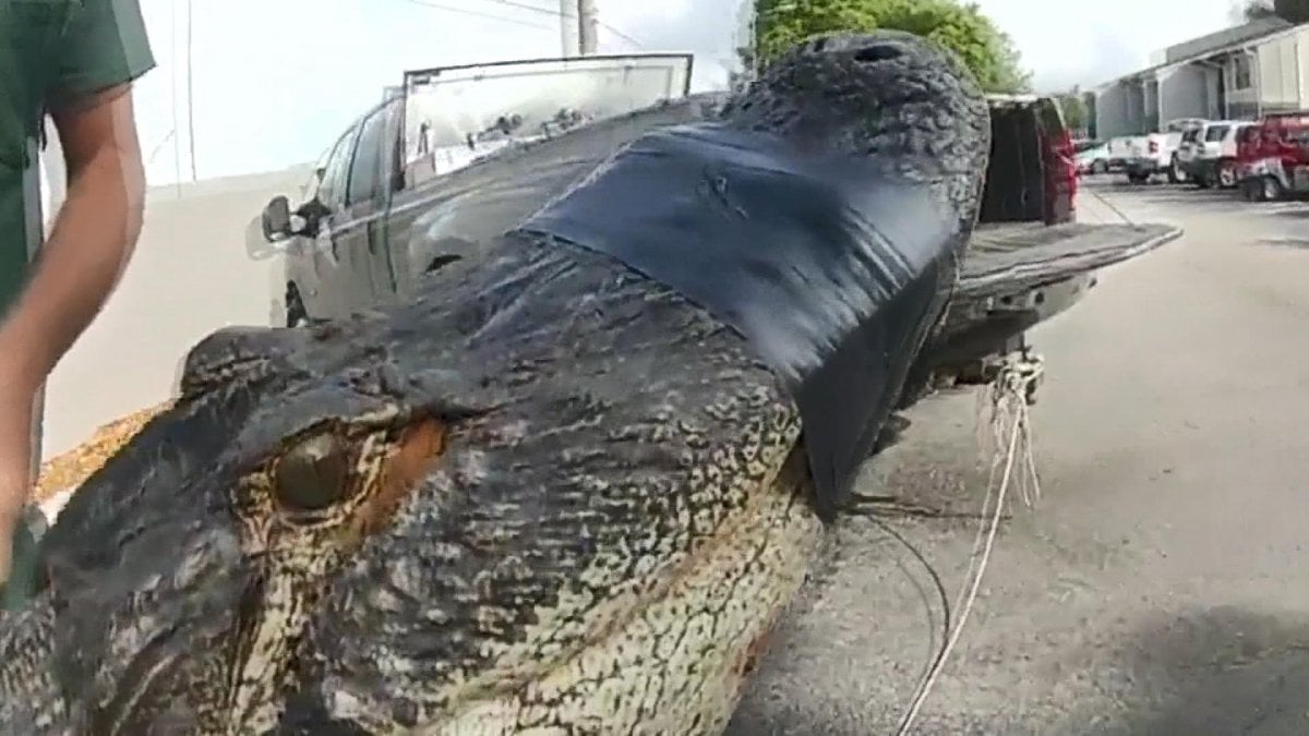3-meter crocodile caught in the parking lot of an apartment in the USA #2
