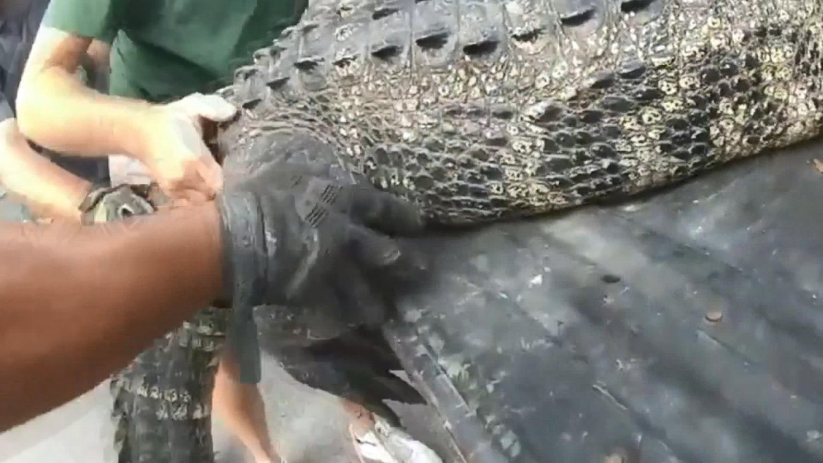 3-meter crocodile caught in the parking lot of an apartment in the USA #3