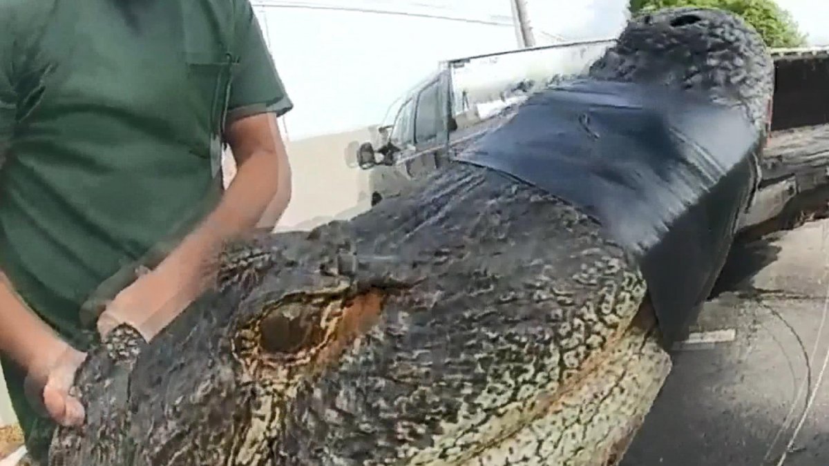 3-meter crocodile caught in the parking lot of an apartment in the USA