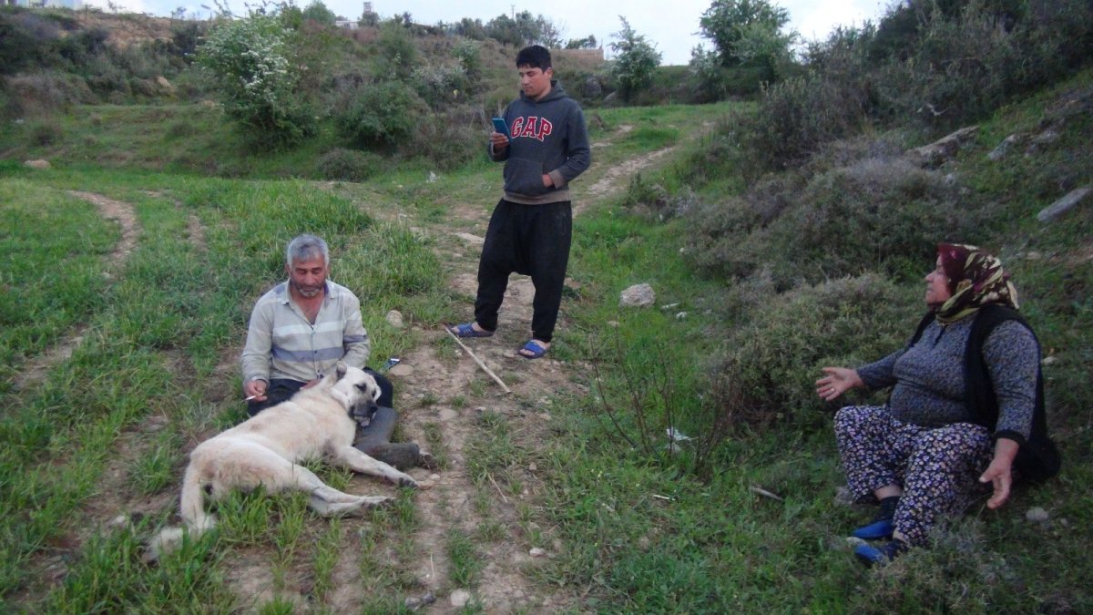 Antalya'da öldürülen çoban köpeğinin başında gözyaşlarına boğuldu