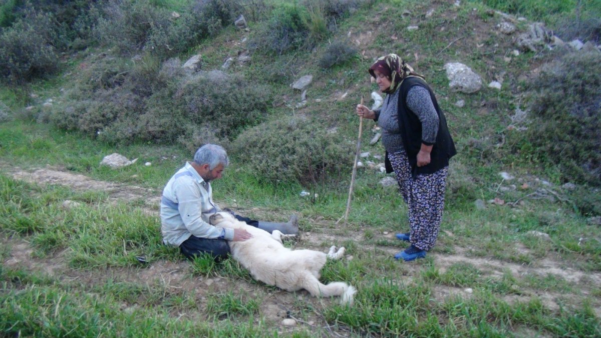 Antalya'da öldürülen çoban köpeğinin başında gözyaşlarına boğuldu