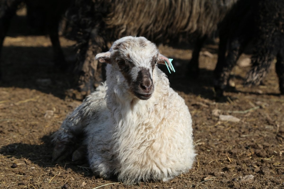 Artvinli üreticinin tercihi Hemşin koyunu
