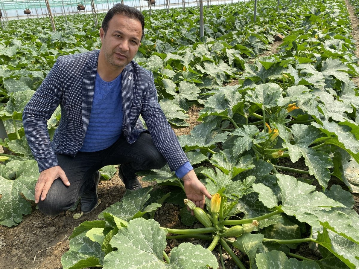 Antalya Aksu'dan Avrupa’ya mini kabak gidiyor