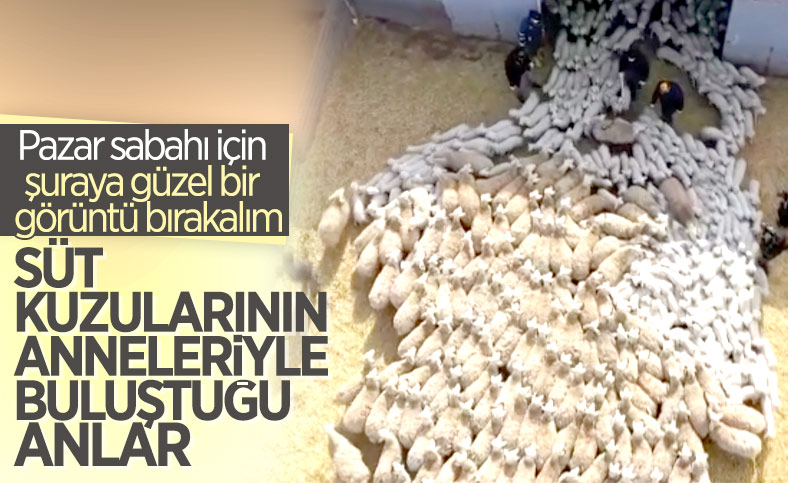 Sivas'ta kuzuların anneleriyle buluşma anı