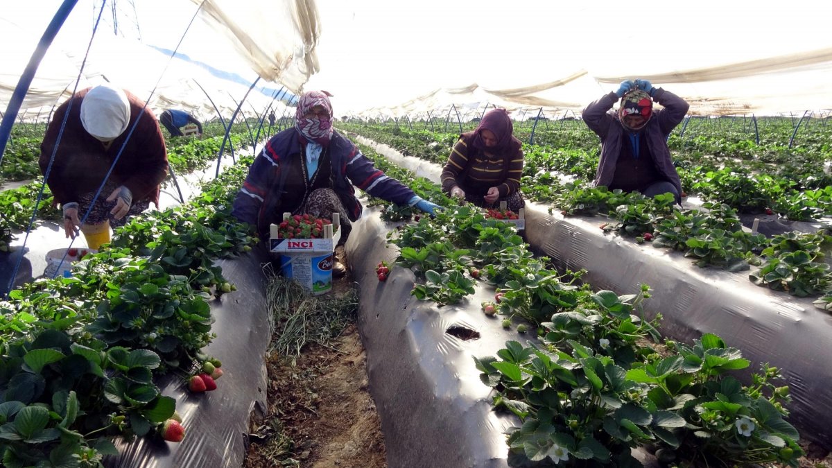 Aydın'da çilekte sezon başladı