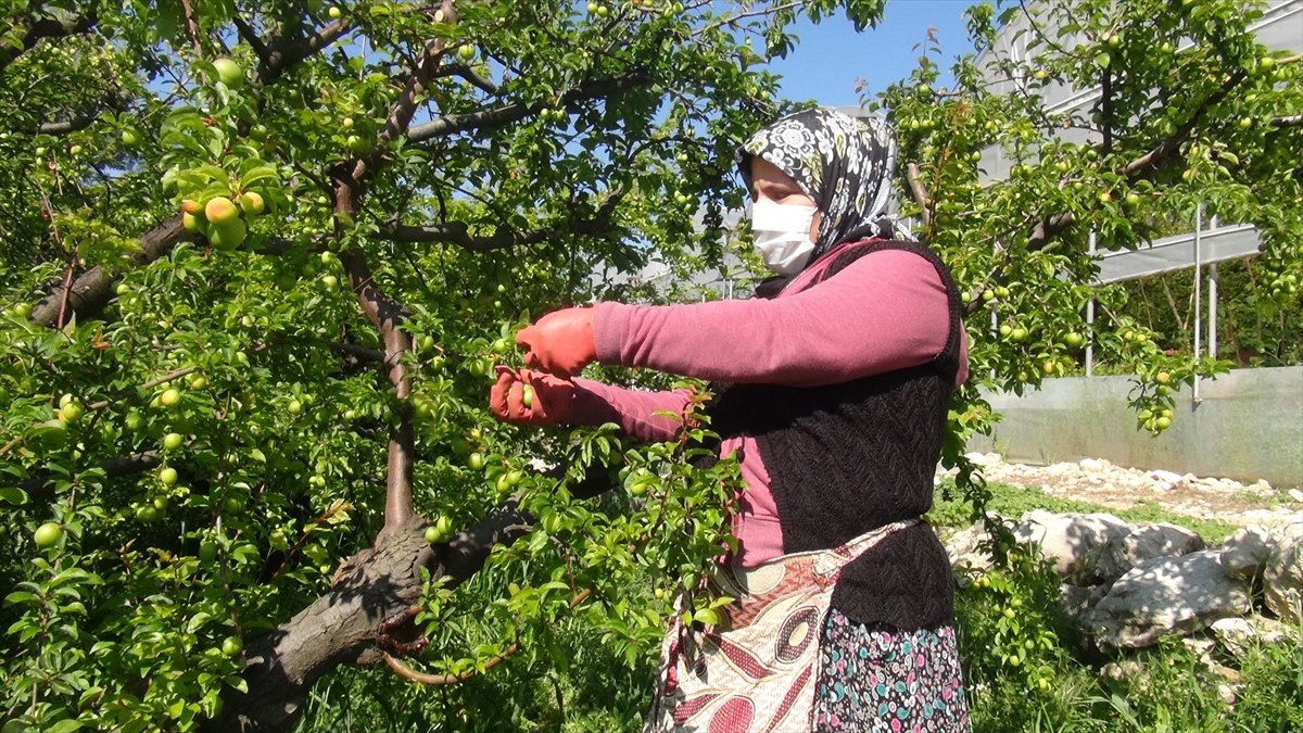 Mersin'de açıkta erik hasadı başladı