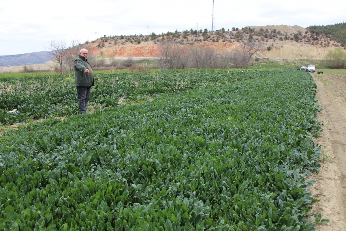 Amasya'da ıspanağı elinde kalan çifti: Halka bedava dağıtsınlar