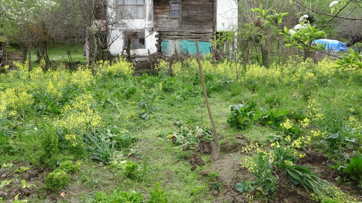 Samsun’da tarlada lahana toplayan eşini vurdu