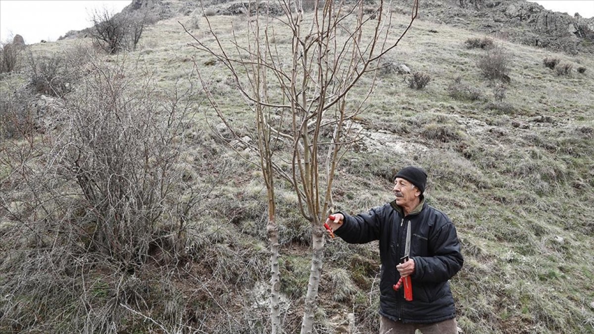 Emekli öğretmen yabani ağaçlara can veriyor