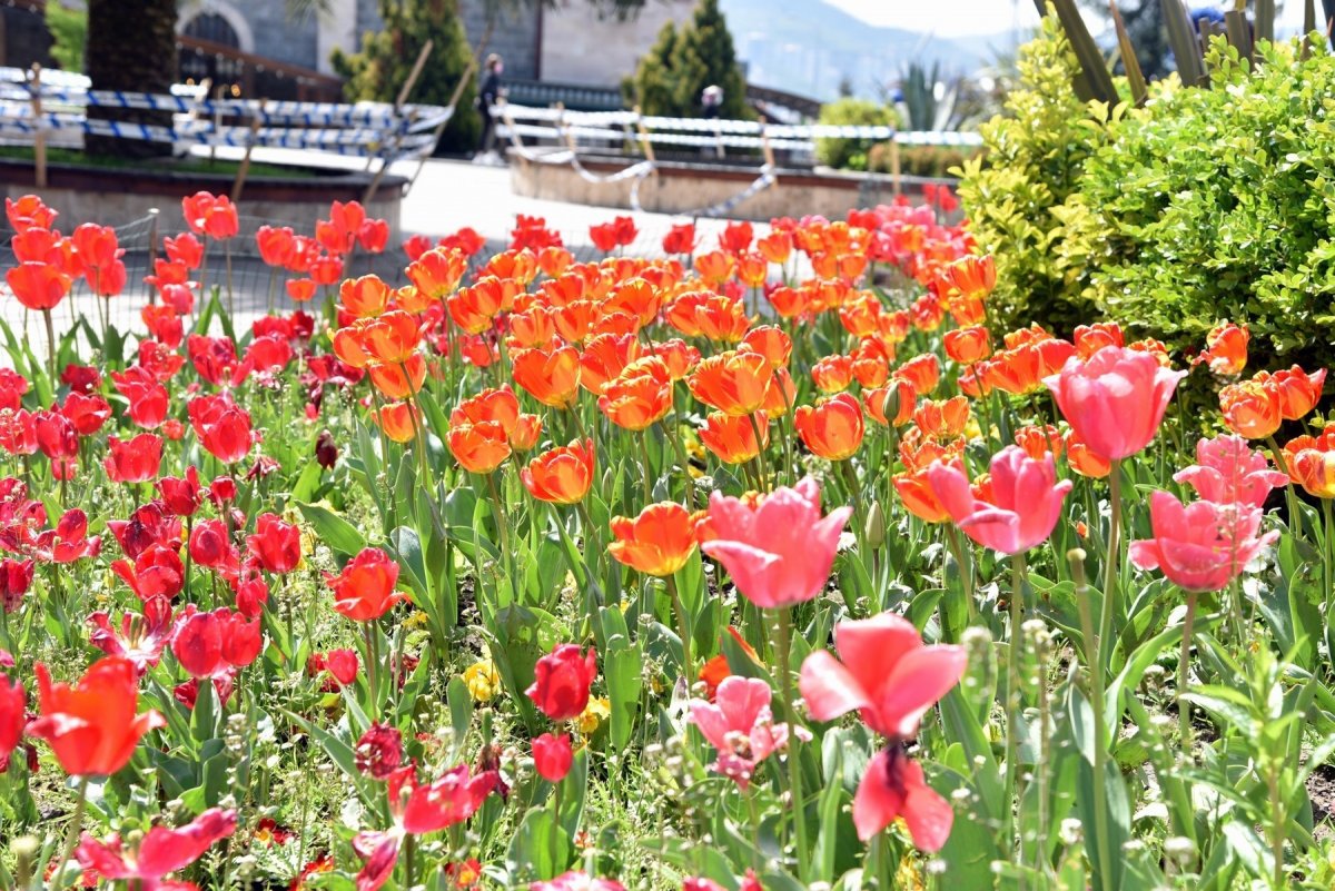 Giresun lale, nergis ve sümbüller ile renklendi