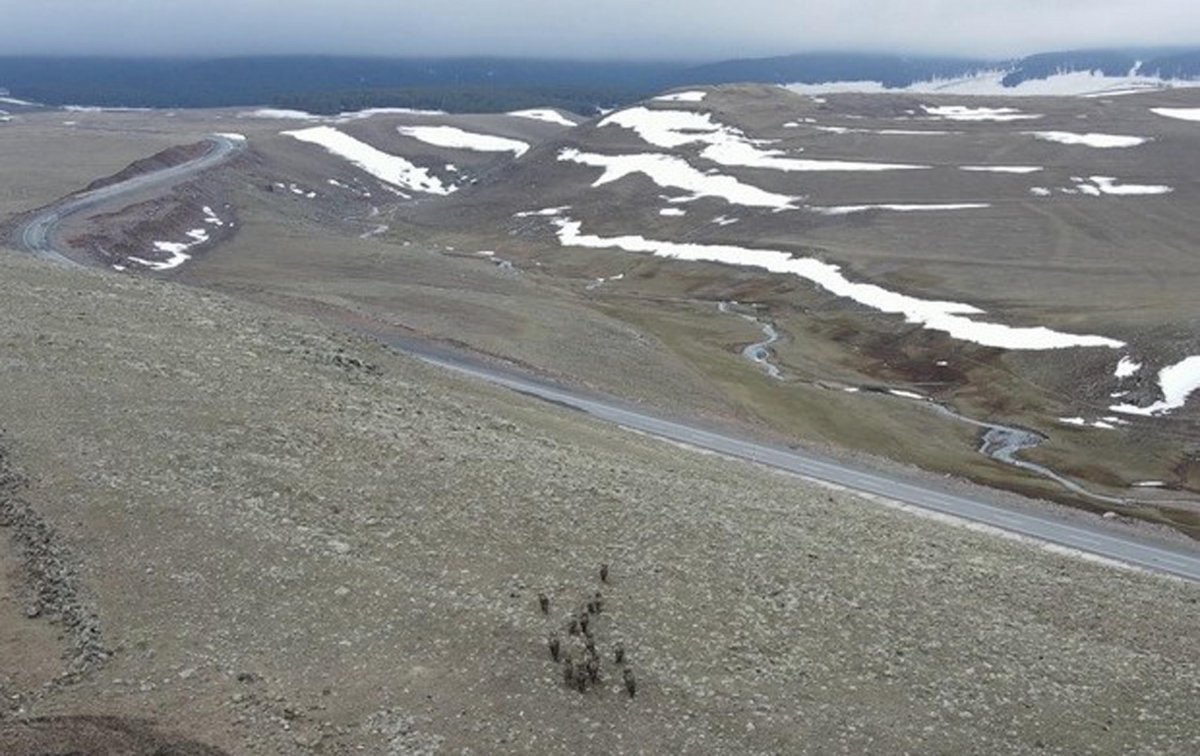 Kars'ta domuz sürüsü drone ile görüntülendi