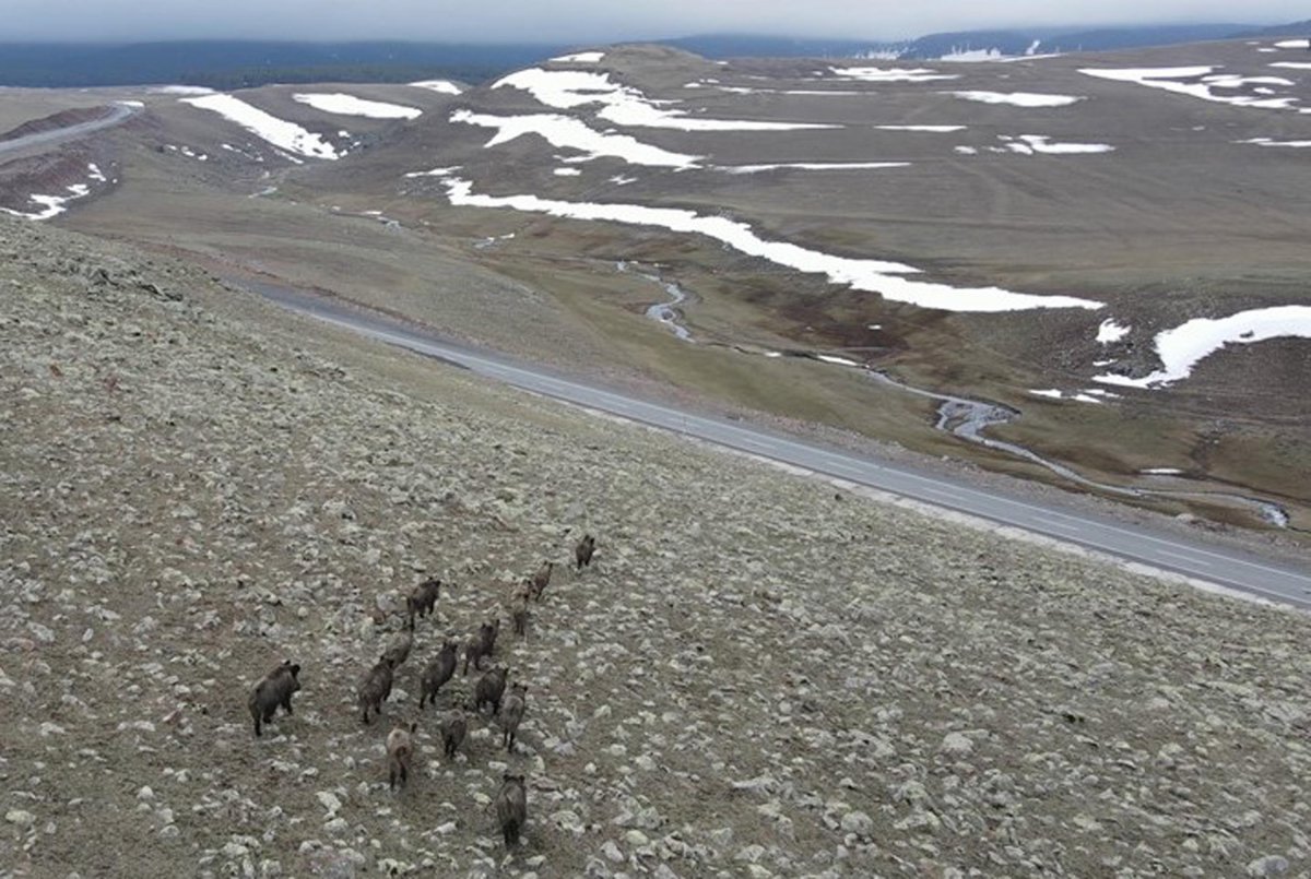 Kars'ta domuz sürüsü drone ile görüntülendi