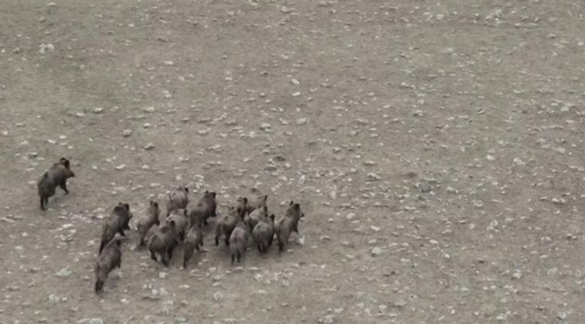 Kars'ta domuz sürüsü drone ile görüntülendi