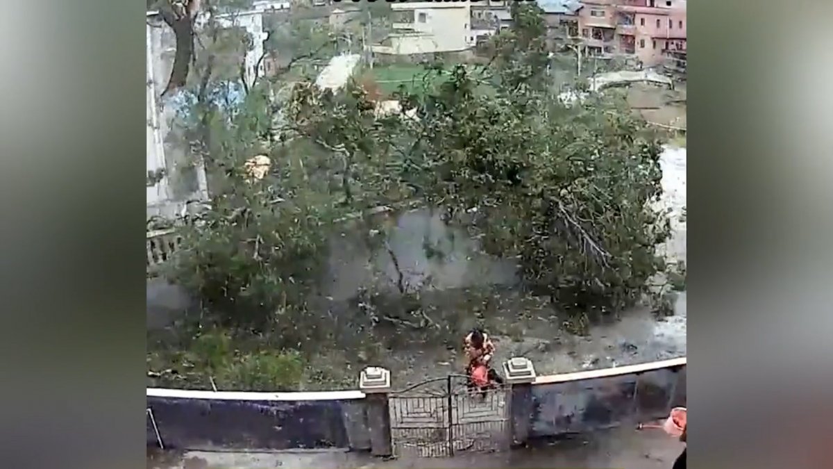In China, grandmother and granddaughter survived the collapsed tree by chance #2