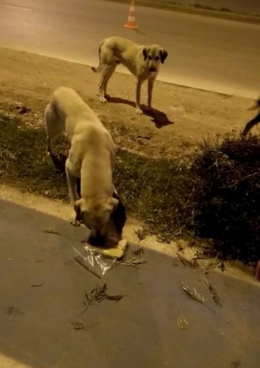 Polis memuru iftar kumanyasını sokak köpeklerine verdi