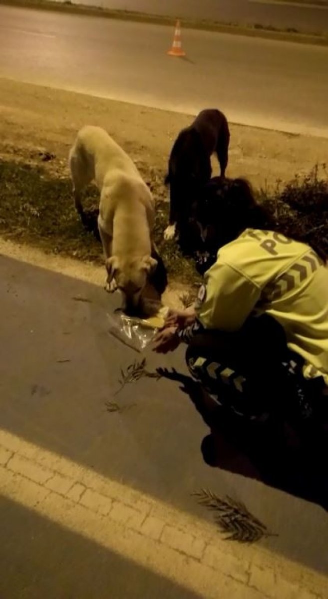 Polis memuru iftar kumanyasını sokak köpeklerine verdi