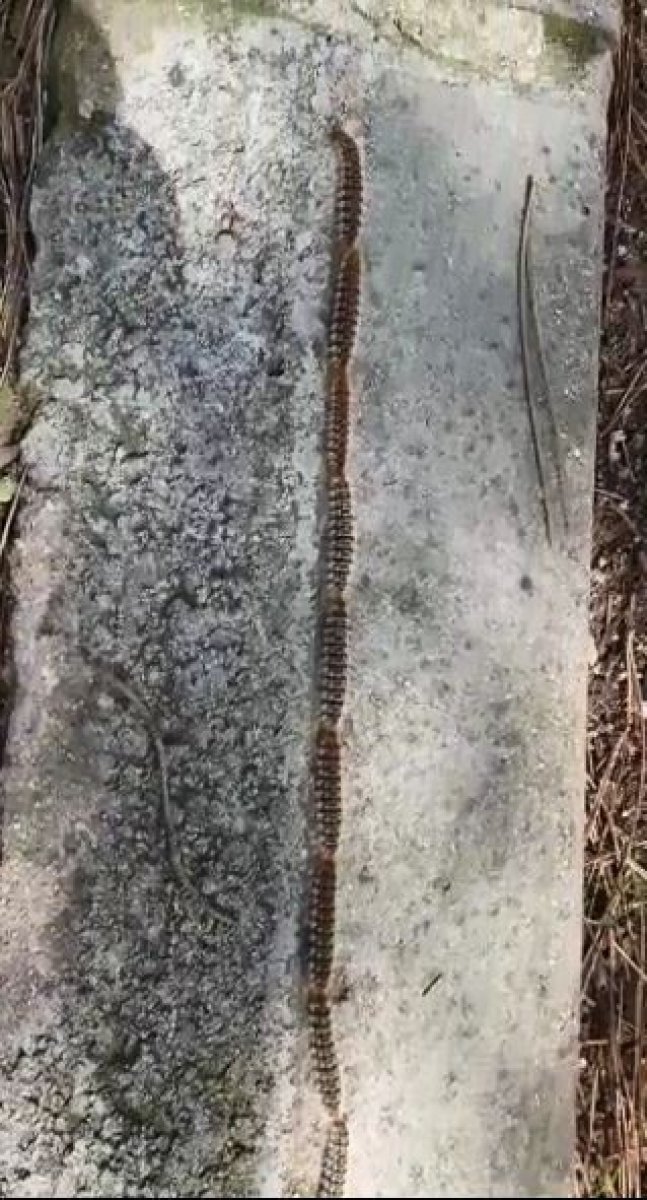 Tekirdağ'daki tırtıl konvoyu, yılana benzetildi