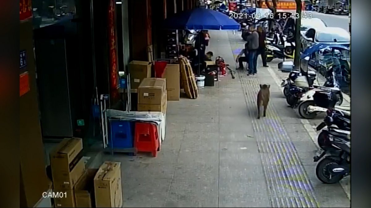 Çin’de yaban domuzları şehre indi