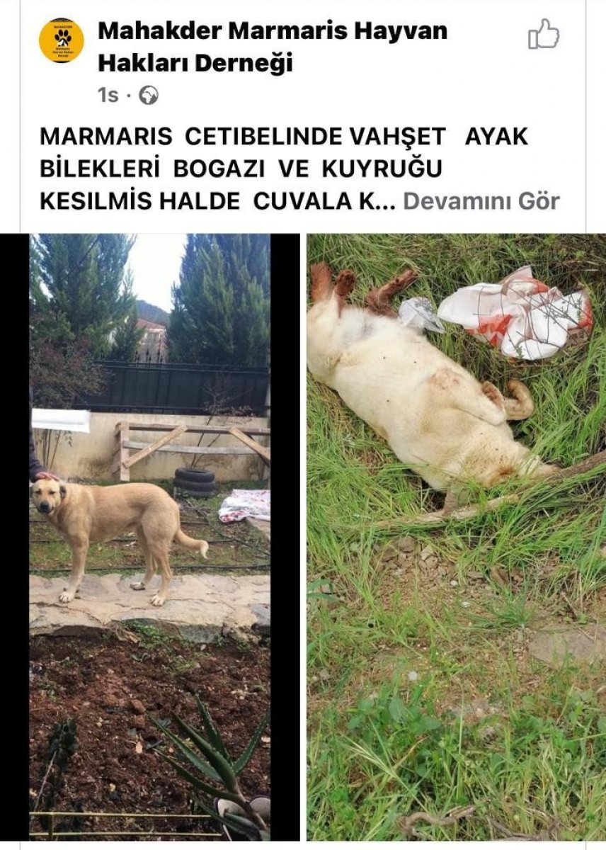 Muğla'da sokakta bakılan köpek vahşice katledildi