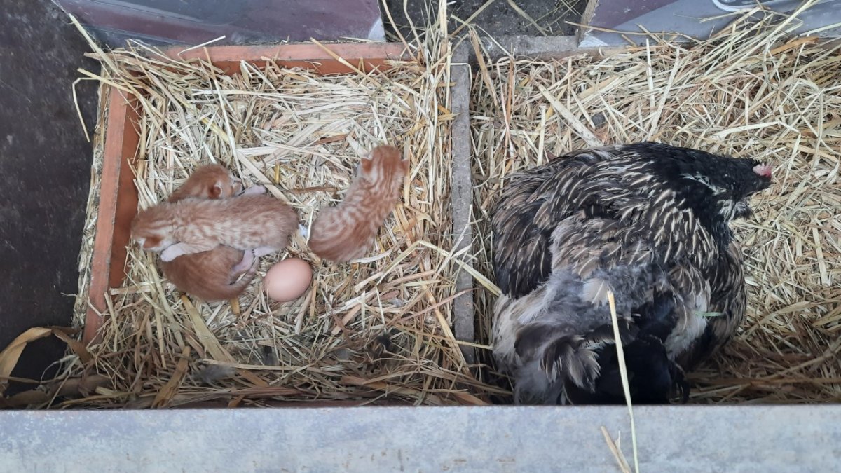 Kedi yavrularına tavuk annelik yapıyor