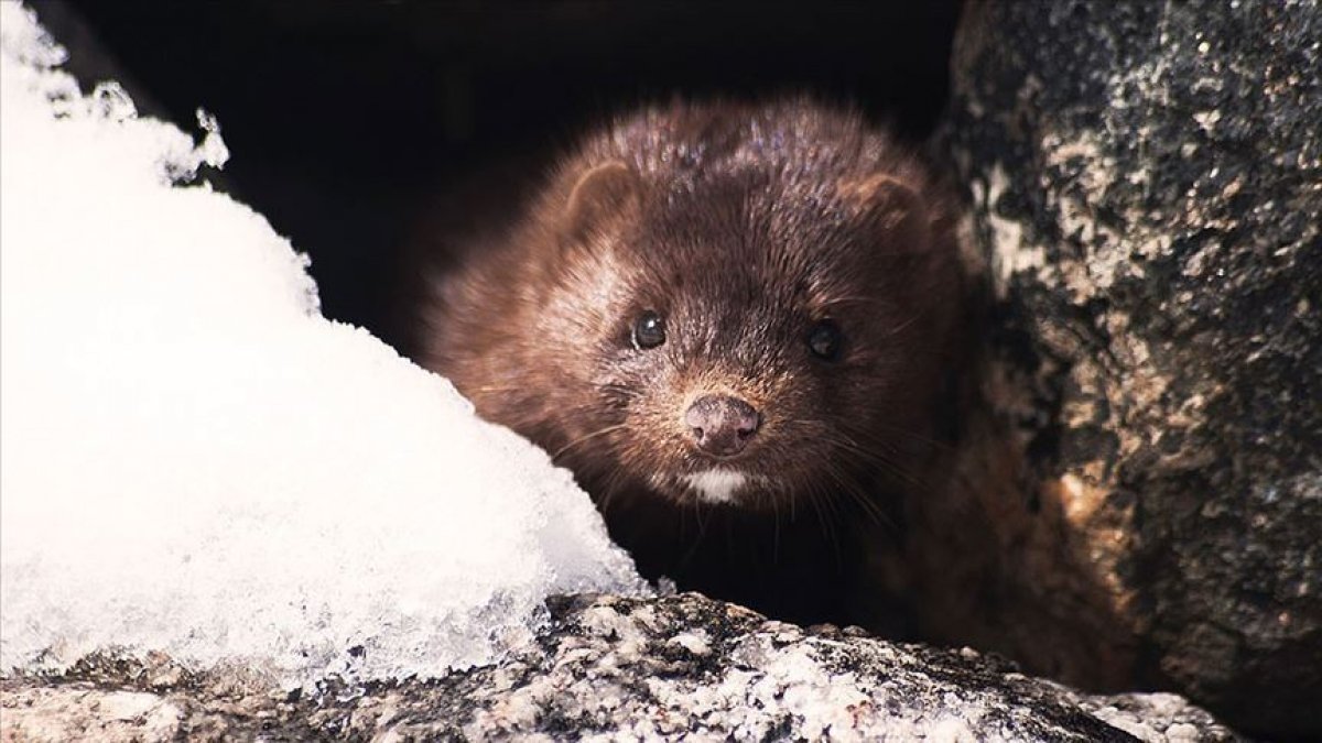 Mink at the zoo in the USA became coronavirus #1