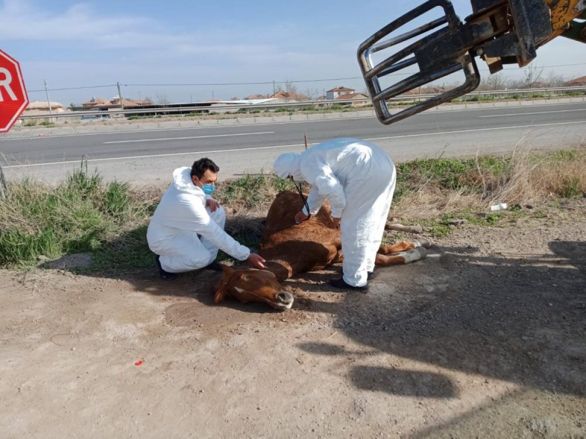 Aksaray'da otomobilin çarptığı yaralı at, çiftçinin dikkati sayesinde kurtuldu