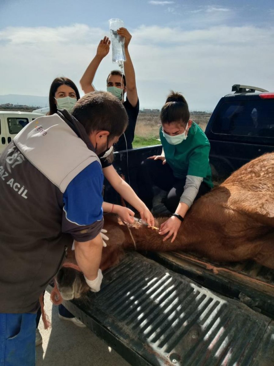 Aksaray'da otomobilin çarptığı yaralı at, çiftçinin dikkati sayesinde kurtuldu