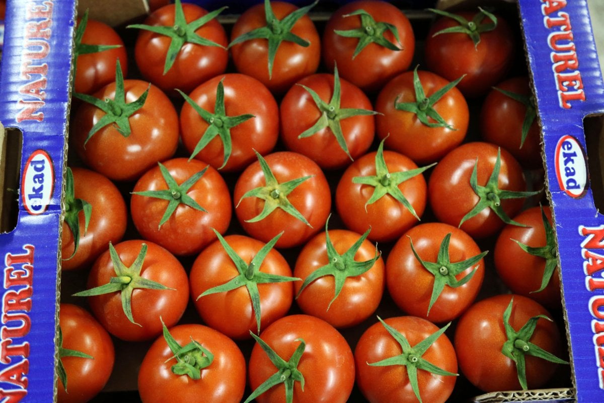 Rusya’ya domates kotası yine doldu