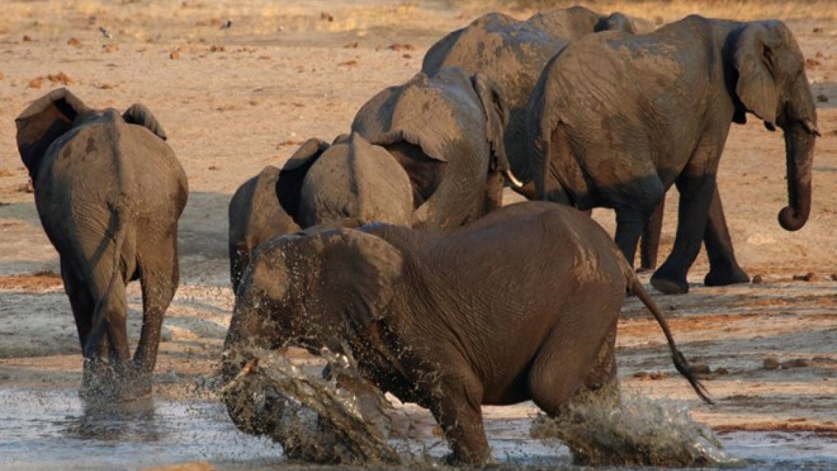 South African poacher crushed to death by elephants
