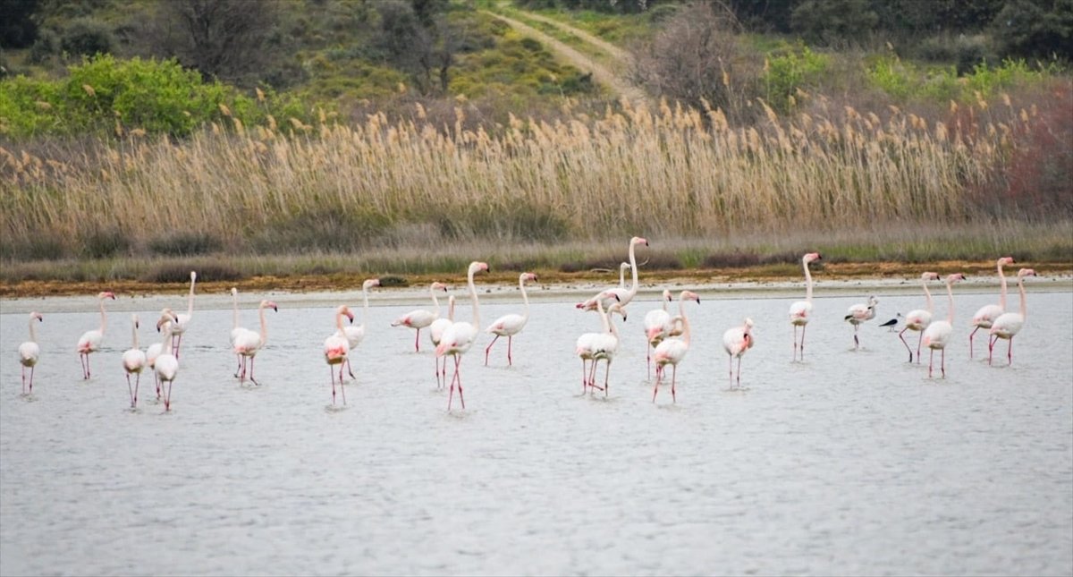 Gelibolu Yarımadası, flamingolara ev sahipliği yaptı