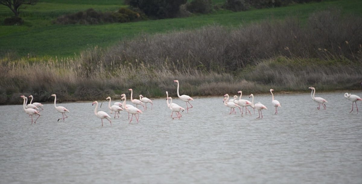 Gelibolu Yarımadası, flamingolara ev sahipliği yaptı