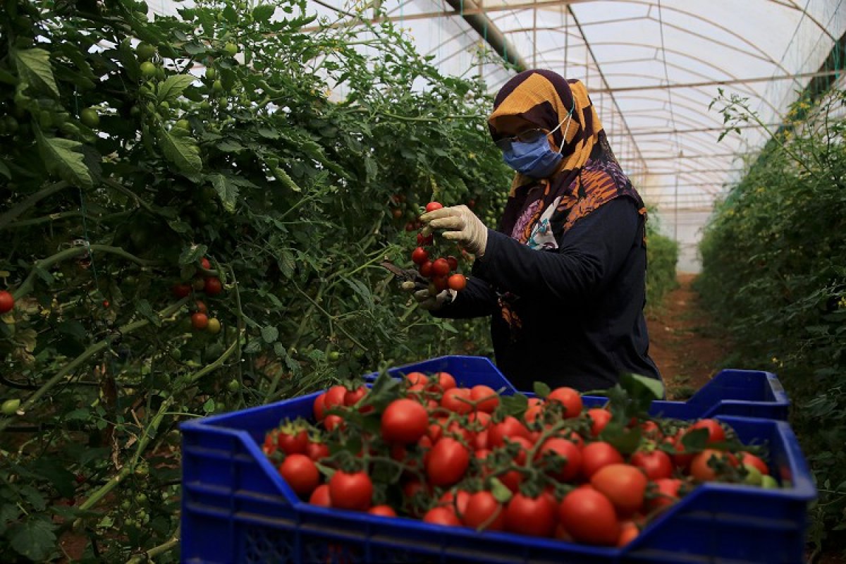 Antalya'da sera üreticileri Ramazan'da mesailerinin başında