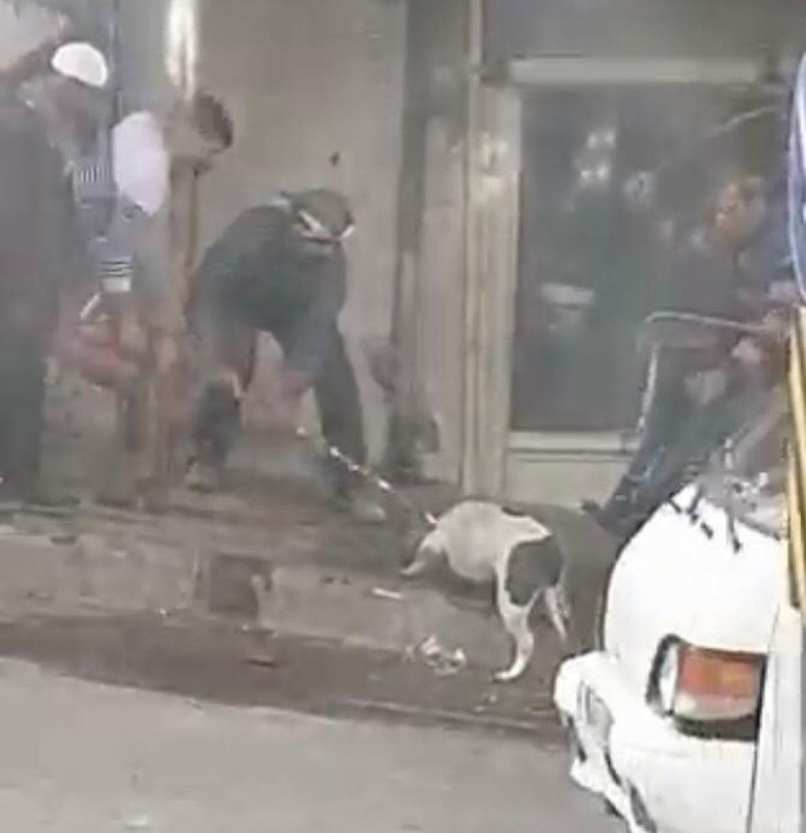 Şanlıurfa'da pitbull kediye saldırdı