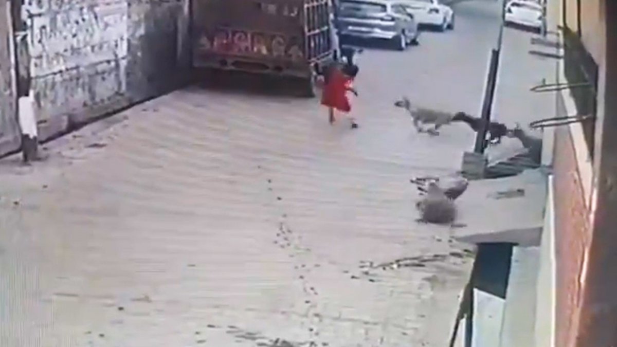 Street dogs attacked little girl in India #1
