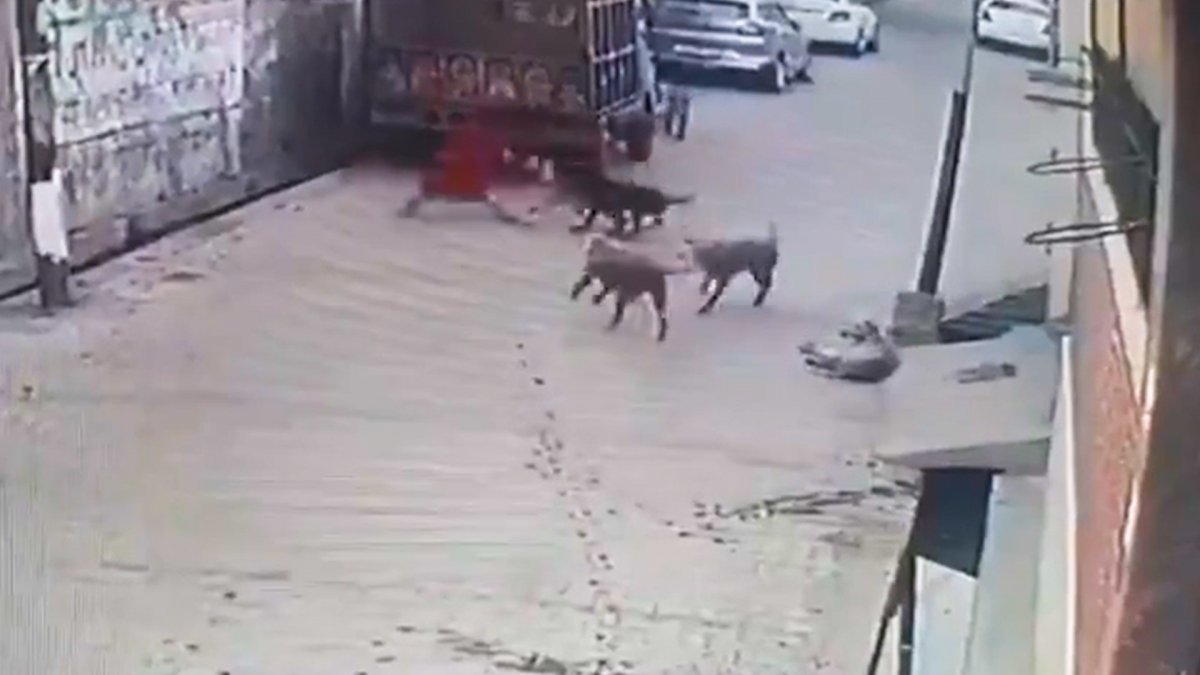 Street dogs attacked little girl in India #2