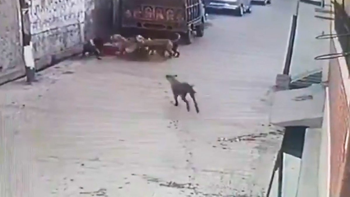Street dogs attacked little girl in India #4