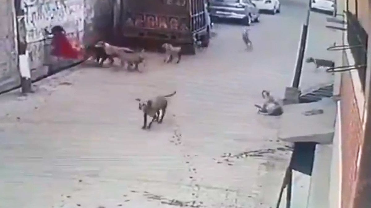 Street dogs attacked little girl in India #3
